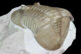 Ptychopyge Trilobite From Russia - Scarce Species #99247-4